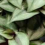 Tradescantia zebrina List