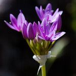 Allium unifolium Bloem