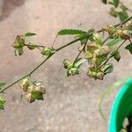 Sida spinosa Λουλούδι