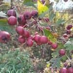 Crataegus azarolusПлод