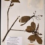 Cybianthus spicatus Máis