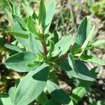 Euphorbia portulacoides ᱥᱟᱠᱟᱢ