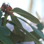 Rhododendron uvariifolium Hoja