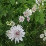 Astrantia major Blüte