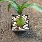 Albuca bracteata Hoja