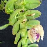Dichaea cryptarrhena Fruit