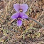Vigna frutescens Blüte