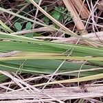 Paspalum dilatatum Leaf