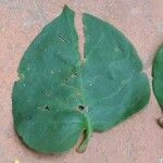 Smilax rotundifolia Leaf