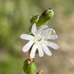 Silene nocturna Flor