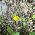 Ranunculus bullatus പുഷ്പം
