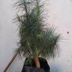 Pinus maximartinezii
