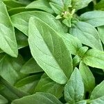 Ocimum americanum Лист