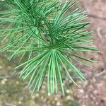 Larix laricina Листок