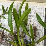 Epidendrum ciliare List