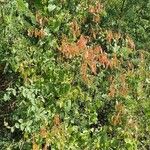 Pterolobium stellatum Habit