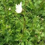Leucanthemum maximum Flor