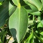 Costus woodsonii Leaf