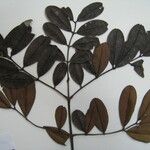Dimorphandra ignea Іншае