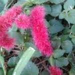 Acalypha herzogiana 花