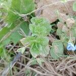 Veronica polita Leaf