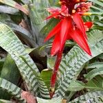 Aechmea chantinii Kvet