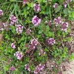 Origanum vulgareFlower