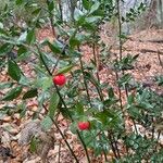 Ruscus aculeatusFolha