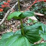 Clerodendrum paniculatumFolio