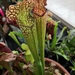 Sarracenia leucophylla 葉