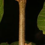 Dendropanax arboreus Corteza