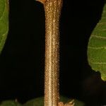 Dendropanax arboreus Bark