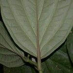 Piper nudifolium 叶