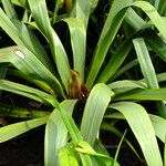 Yucca flaccida Leaf