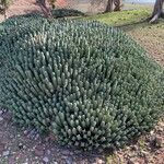 Euphorbia resiniferaLeaf