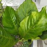 Anthurium jenmanii Leaf