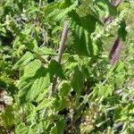 Teucrium hircanicum Blad