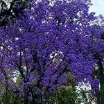 Jacaranda mimosifolia Blomst