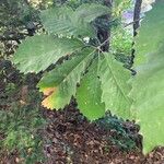 Quercus michauxii Leaf