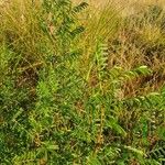 Indigofera arrecta Habit