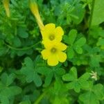 Oxalis pes-caprae Virág