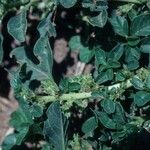 Amaranthus crassipes