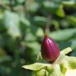 Hypericum frondosum Frukto