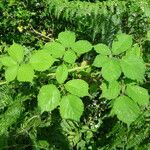 Rubus scabripes ശീലം