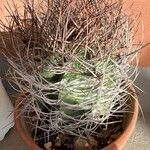 Astrophytum capricorne Leht