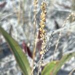 Plantago eriopoda Květ