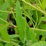 Emilia coccinea Leaf