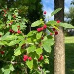 Ilex mucronata Frucht