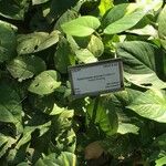 Epipremnum aureum Hoja