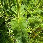 Salvia pratensis Leht